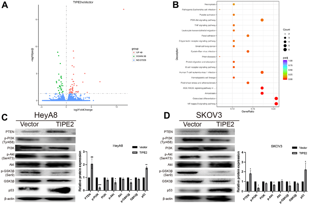 TIPE2 suppresses the progression of EOC via inhibition of the PI3K/Akt/GSK3β signaling pathways. (A) 49 upregulated and 28 downregulated genes in the SKOV3/TIPE2 group compared with the vector group on |Foldchange| > 0 and adjusted p B) KEGG pathway annotation of differentially expressed genes. (C, D) Western blot analysis of PTEN, p-PI3K, PI3K, p-AKT, AKT, p-GSK3β, GSK3β and p53. The whole lysates derived from TIPE2 and vector infected HeyA8 and SKOV3 human EOC cells were immunoblotted with a panel of antibodies specific for PTEN, p-PI3K (Tyr458), PI3K, p-Akt (Ser473), Akt, p-GSK3β (Ser9), GSK3β, p53 and β-actin (a loading control) (n=3). Data are presented as mean ± SD. Statistical significance is indicated as: *p p p 