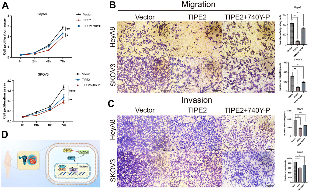 740Y-P partially antagonized the inhibitory effect of TIPE2 on EOC cells. (A) HeyA8 and SKOV3 cells with stable expression of TIPE2 were incubated with the PI3K agonist 740Y-P. CCK8 assay confirmed that the PI3K agonist 740Y-P could partially reverse the antiproliferation effect of TIPE2 (n=3). (B, C) Transwell migration assay and transwell invasion assay results confirmed that the PI3K agonist 740Y-P can partially reverse the anti-migration and anti-invasion effects of TIPE2 on EOC cells (n=3). (D) Schematic diagram of the anti-tumor activity of TIPE2 in human EOC. Data are presented as mean ± SD. Statistical significance is indicated as: * p p p 