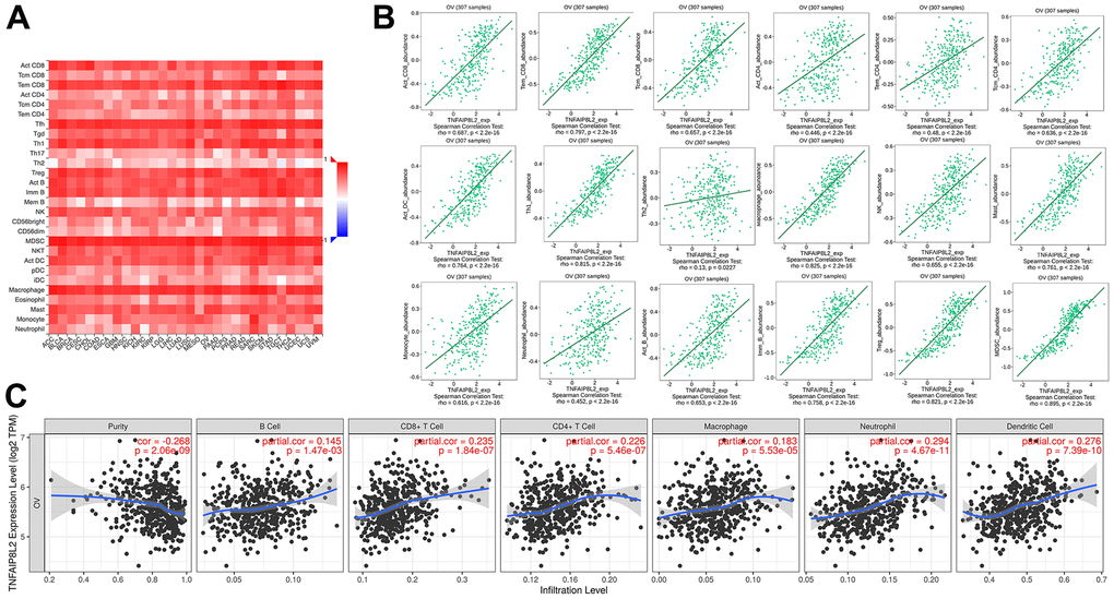 The expression of TIPE2 is correlated with immune infiltration in ovarian cancer. (A) Correlation between the expression of TIPE2 and the abundance of 28 types of tumor-infiltrating immune cells across human cancers available at TISIDB database. (B) The correlation between the expression of TIPE2 and the abundance of different immune cells in ovarian cancer on the TISIDB database. (C) TIPE2 expression is negatively related to tumor purity, and the expression of TIPE2 expression was correlated with infiltration levels of B cell, CD8+ T cell, CD4+ T cell, macrophage, neutrophil, and dendritic cell in ovarian cancer available at TIMER database.