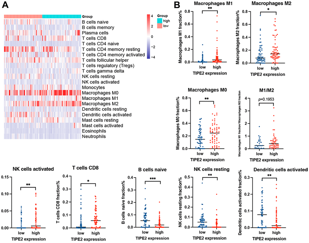 Analysis of the GEO dataset using CIBERSORT online. (A) The abundance of tumor-infiltrating immune cells via the LM22 signature matrix in ovarian cancer. (B) Tumor-infiltrating immune cells were plotted according to the TIPE2 expression level. Statistical significance is indicated as * p p p 