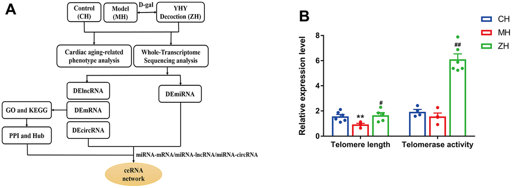 (A) The workflow of the study design. (B) Telomere length and Telomerase activity analysis (n=4-6). Compared with control group, *PP#P##P