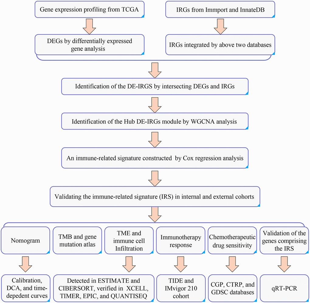 The flowchart of the current study.