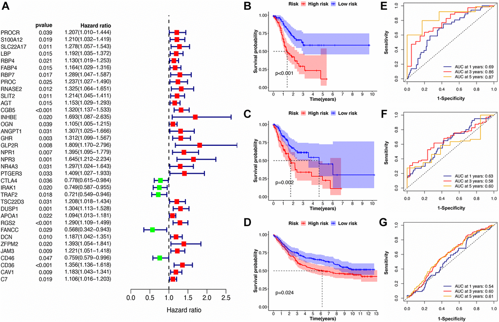 Identification of the immune-related prognostic signature. (A) The forest plot of univariate Cox regression analysis for IRGs. (B–D) The Kaplan-Meier survival curves for high- and low-risk groups in train, test, and validation cohorts. (E–G) The ROC curve for the IRS in train, test, and validation cohorts.