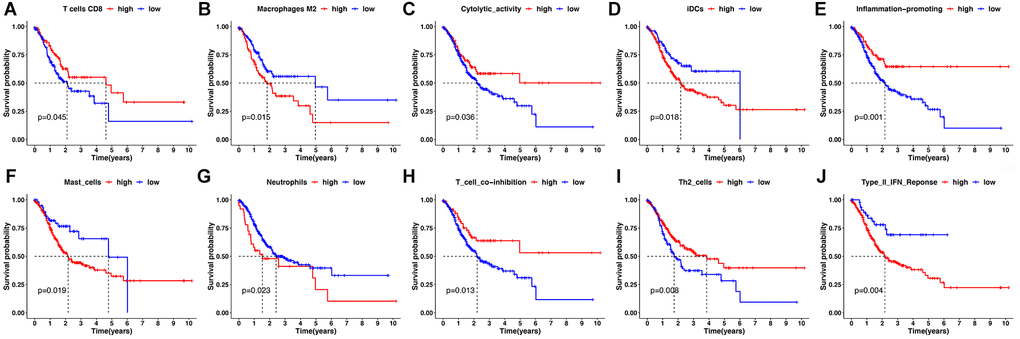Kaplan-Meier survival analysis for immune infiltration cell and immune-related pathway. (A, B) Kaplan-Meier survival curves for immune infiltrating CD8+ T cells and M2 macrophages. (C–J) Kaplan-Meier survival curves for immune-related pathway.