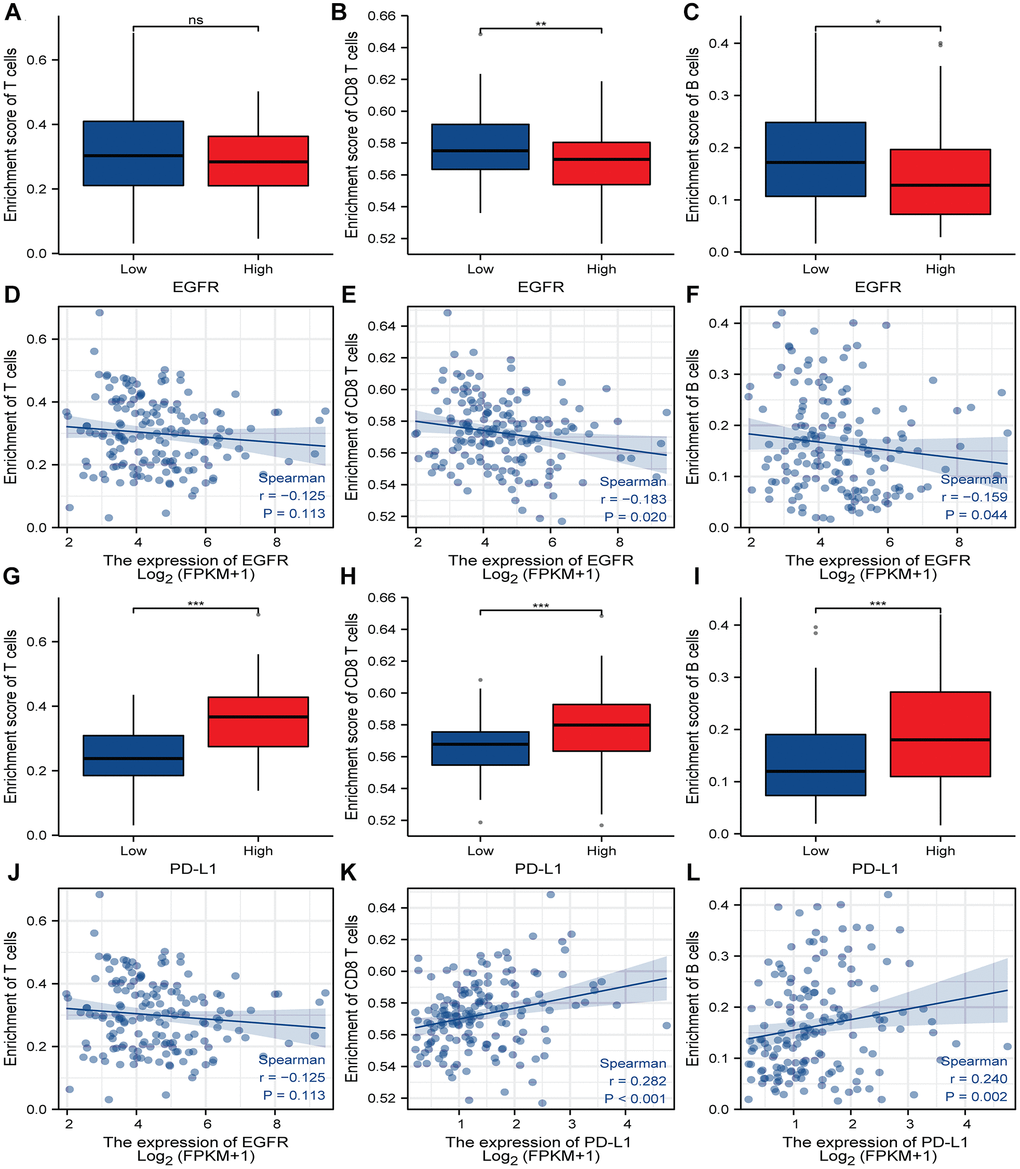 Correlation analysis of EGFR, PD-L1 expression and immune cell infiltration in ESCC. (A–C) Boxplot showing the correlation between enrichment score and the level of infiltration of T cells, CD8 T cells and B cells in high and low EGFR expression subgroups. (D–F) The immune cell infiltration levels of T cells, CD8 T cells and B cells have correlation with EGFR expression. (G–I) Boxplot indicate the correlation between enrichment score and the level of infiltration of T cells, CD8 T cells and B cells in high and low PD-L1 expression subgroups. (J–L) The immune cell infiltration levels of T cells, CD8 T cells and B cells have correlation with PD-L1 expression. A positive value of the correlation coefficient (r) indicates a positive relationship between the two variables, and a negative value indicates a negative relationship. *, **, *** represents P P P 