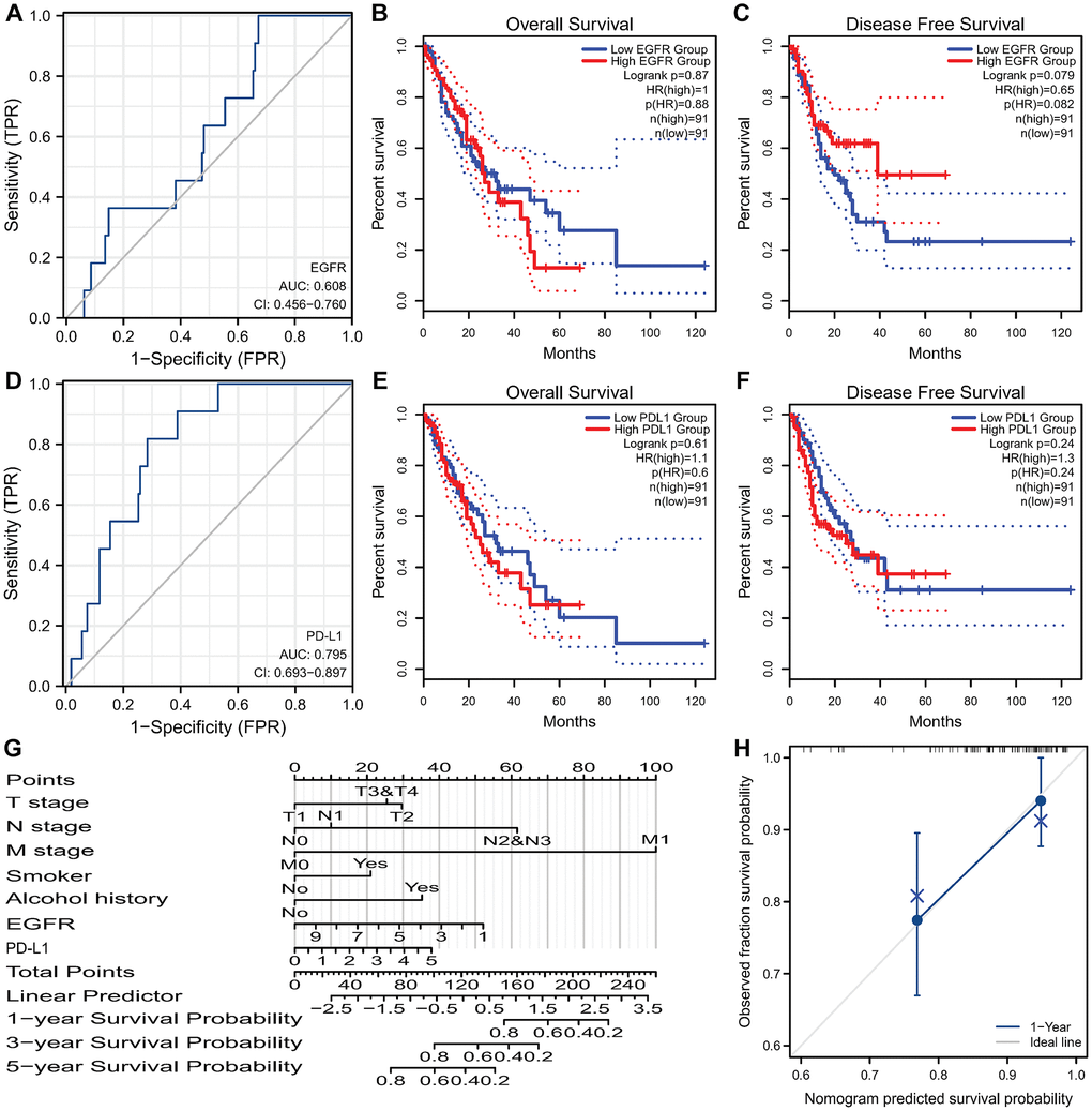 Survival analysis of EGFR and PD-L1 in ESCC and the nomogram. (A) ROC curves of EGFR gene predicting prognosis. EGFR expression isn’t associated with OS (B) and DFS (C) in TCGA-ESCC. (D) ROC curves of PD-L1 gene predicting prognosis. PD-L1 expression isn’t associated with OS (E) and DFS (F) in TCGA-ESCC. (G) Nomogram for predicting 1-, 3-, and 5-year OS of ESCC based on clinicopathological features and the expression of EGFR and PD-L1. (H) Calibration curves of prediction models for 1-year survival of nomograms. Abbreviations: ROC: receiver operating characteristic; EGFR: Epidermal Growth Factor Receptor; OS: Overall Survival; DFS: Disease Free Survival; TCGA: The Cancer Genome Atlas; ESCC: Esophageal Squamous Cell Carcinoma; PD-L1: Programmed Death-Ligand 1.