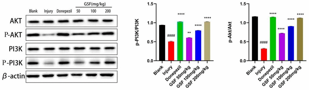 PI3K-Akt signaling pathway protein expression.