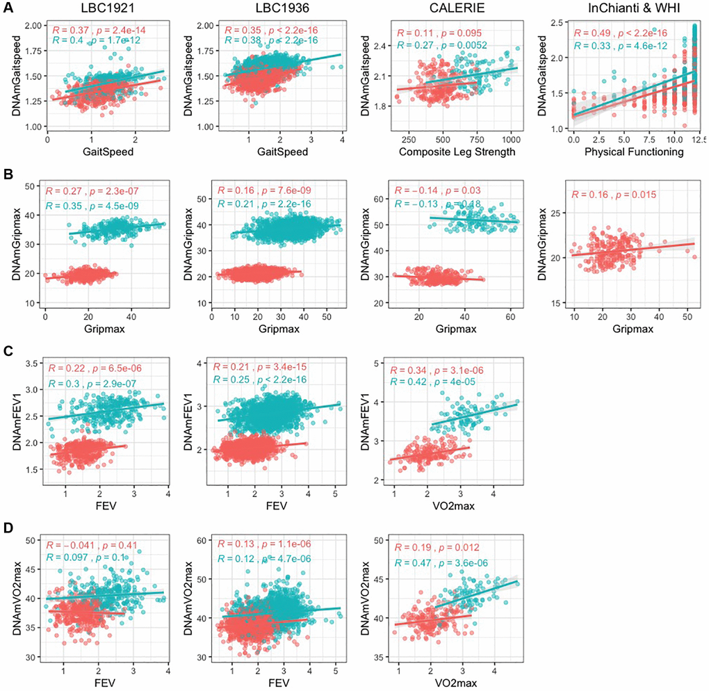 Scatterplots of DNAm fitness biomarker models versus true values in test datasets. Pink indicates females, and blue indicates males. When original variables were unavailable, best alternative variables are plotted against the DNAm fitness estimates. Each panel corresponds to the performance of one DNAm-based model built with chronological age across test datasets displayed with Pearson correlation and p-values. (A) DNAmGaitspeed with performance in InChianti dataset displayed, (B) DNAmGripmax with performance in WHI dataset, (C) DNAmFEV1, (D) DNAmVO2max. (A–C) (DNAmGaitspeed, DNAmGripmax, and DNAmFEV1) were built in each sex separately while (D) (DNAmVO2max) was built in both sexes jointly.