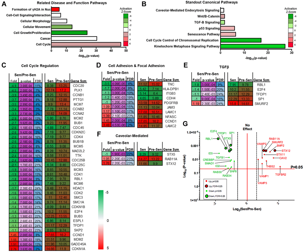 Senescent MSC transcriptome regulates cell cycle, TGF-β, and vesicle-mediated pathways. Pre- and senescent MSC transcriptome pathway analysis was performed using Ingenuity Pathway Analysis (IPA). Pathways that were significantly regulated were reported using the (A) ‘Related Disease and Function Pathways’ and (B) ‘Standout Canonical Pathways’. Pathways that were reported in (A) and (B) have important overlapping implications. Activation z-scores showed positive enrichment in pathways such as formation of γH2AX in nucleus and cell cycle. These pathways can directly alter the development of senescence phenotype, cell cycle control of chromosomal replication, and kinetochore metaphase signaling. Physical characteristics of cellular movement, growth, and proliferation were downregulated and can affect Wnt/β-Catenin canonical pathway. Cell signaling, morphology, and cancer pathways can correlate to canonical pathways of caveolar-mediated endocytosis, TGF-β, and p53 signaling. List of significantly regulated genes that play important roles in pathways of interest: (C) cell cycle regulation, (D) cell adhesion and focal adhesion, (E) TGF-β, and (F) caveolar-mediated. Senescent expression values were normalized to pre-senescent values. Fold changes are reported as log2 differences and genes were limited to those that were FDR p p G). Green represents genes that were downregulated and red represents genes that were upregulated. Significant transcripts (p p  0.25 are represented by smaller circles. Several of these genes include TGF-βR2, BMP2, and VAMP isoforms. Pre- and senescent MSC samples were processed (n = 4) and differentially regulated pathways were considered significant if p 