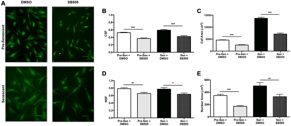 TGF-β affects MSC physical phenotype. Pre- and senescent MSCs were treated with 10 μM SB505-124 (SB505) for 10 days every 72 hours. MSCs that were treated with DMSO served as the control groups. MSCs were stained with Calcein-AM and 10X representative images were taken after 10 days (A). ImageJ shape parameter tools were used to measure cell shape factor (CSF) (B), area (C), nuclear shape factor (NSF) (D), and nuclear area (E) for each cell with ~500 cells per condition. Treatment with SB505 elongated pre- and senescent cell and nuclear morphologies. This treatment also decreased cell and nuclear areas. Shape factor value of 1 represents a circle and 0 represents a line. Scale Bar: 100 μm. *p **p ***p 