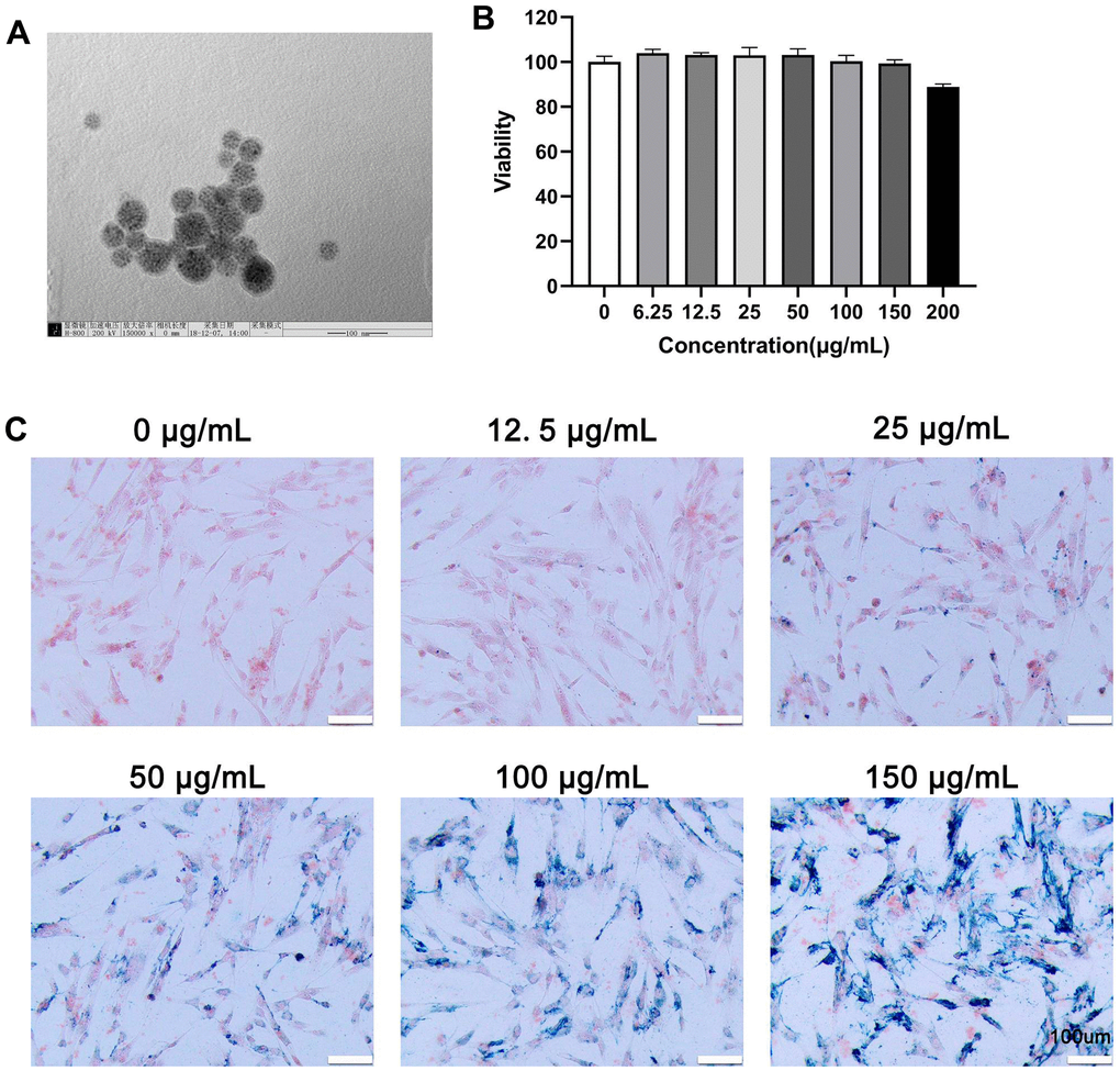 Characterization, viability, and internalization potential of polydopamine-capped Fe3O4 nanoparticles (MIONs@PDA). (A) Transmission electron microscopy imaging of MIONs@PDA. Scale bar = 50 nm. (B) Proliferation of human umbilical cord mesenchymal stem cells (HUMSCs) labeled with MIONs@PDA at concentrations of 0, 6.25, 12.5, 25, 50, 100, 150, and 200 μg/mL by Cell Counting Kit-8 assay. (C) Morphology of HUMSCs labeled with the MIONs@PDA at concentrations of 0, 25, 50, 75, 100, and 150 μg/mL. Scale bars = 100 μm.