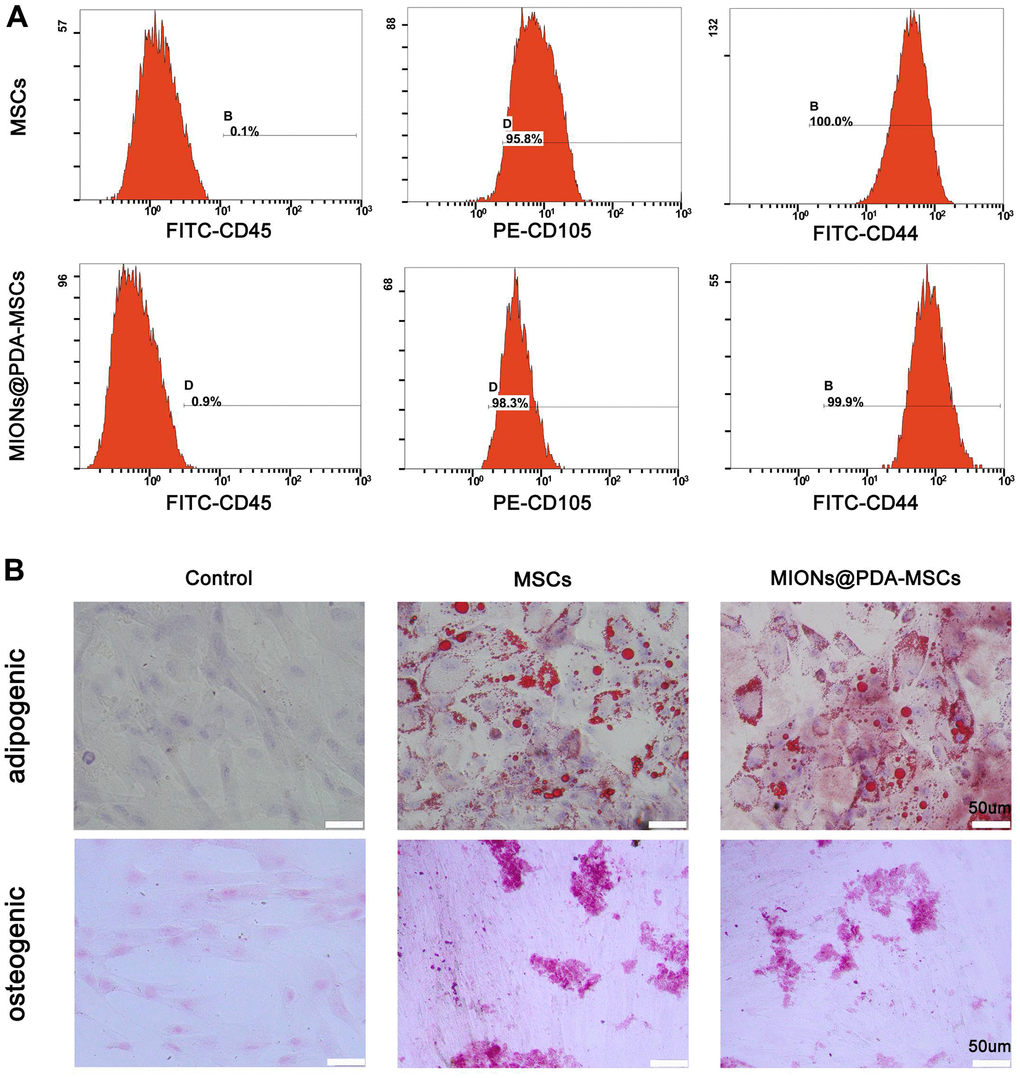 Characterization of human umbilical cord mesenchymal stem cells (HUMSCs) labeled or not with polydopamine-capped Fe3O4 nanoparticles (MIONs@PDA). (A) Similar to normal HUMSCs, MIONs@PDA-MSCs highly expressed the typical surface markers CD44 and CD90, but not the hematopoietic cell marker CD45. (B) Osteocyte and adipocyte differentiation of MIONs@PDA-MSCs vs. control HUMSCs. All cells exhibited adipogenic and osteogenic differentiation potential similar to that of control HUMSCs. Scale bars = 50 μm.