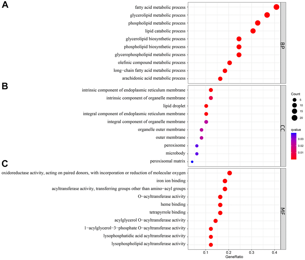 Gene Ontology (GO) enrichment analysis of 50 differentially expressed genes (DEGs). Abbreviations: (A) BP: biological process; (B) CC: cellular component; (C) MF: molecular function.