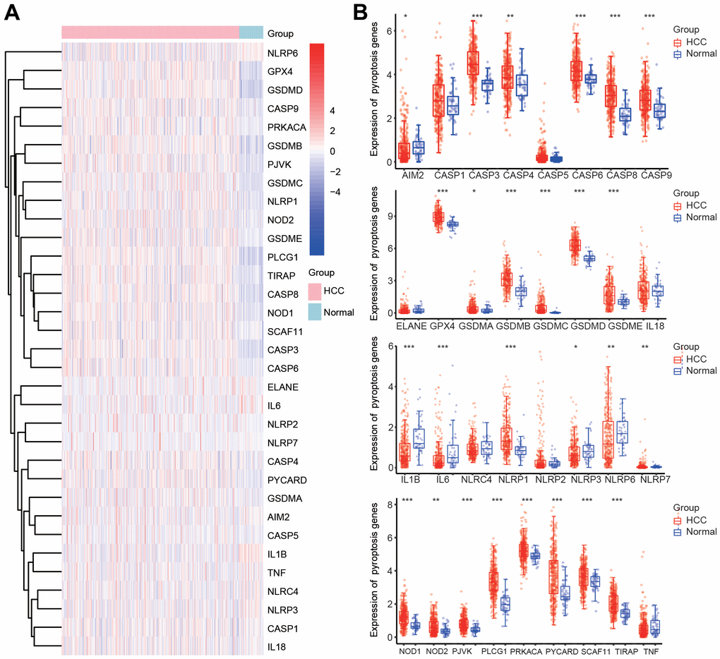 Differential expression of 33 PRGs in HCC according to the TCGA database. (A) Heatmap of the differential expression of PRGs in HCC samples and normal samples. (B) Box diagram of the differential expression of PRGs in HCC samples and normal samples. *p 