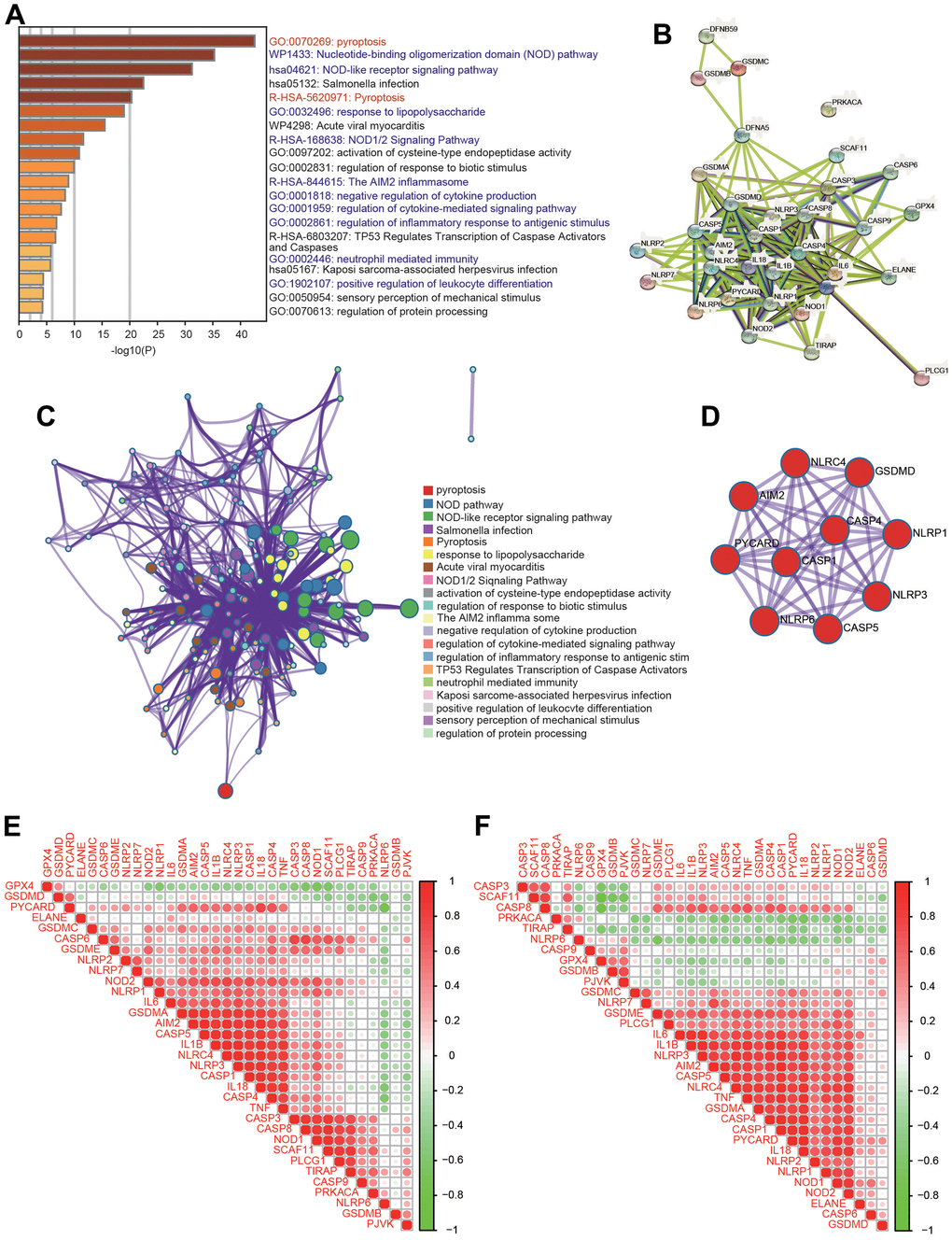 Functional analysis of 33 PRGs in HCC. (A) The enriched signaling pathways of 33 PRGs were obtained from the Metascape database. (B) A PPI network was constructed using the STRING database. (C) A gene-gene interactive network was constructed using the Metascape database. (D) The hub genes were selected from the PPI network using the Metascape database. (E, F) Heatmaps demonstrating the correlations among 33 PRGs with Spearman analysis in the TCGA and ICGC databases.