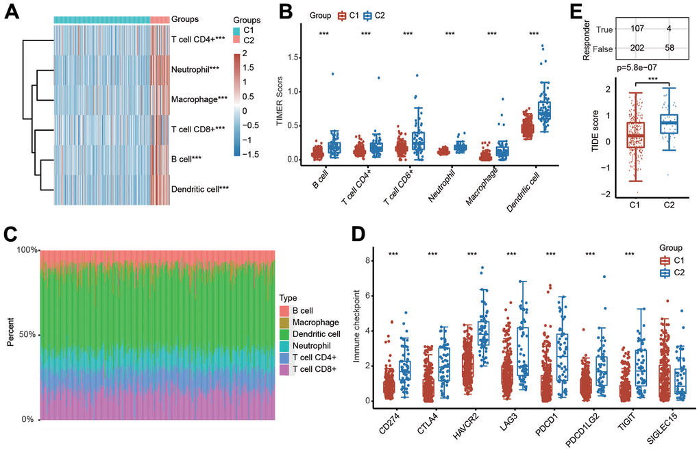 Evaluation of immune cell infiltration abundance in different clusters of HCC samples by the TIMER algorithm. (A, B) Heatmap and box diagram showing the differential infiltration abundance of six types of immune cells in C1 and C2. (C) Bar plot demonstrating the composition of a great variety of immune cells in every HCC patient from C1 and C2 analyzed by the TIMER algorithm. (D) Box plots indicating the altered expression of immune checkpoint genes in C1 and C2. (E) Box plots showing the TIDE scores in the two clusters. ***p 