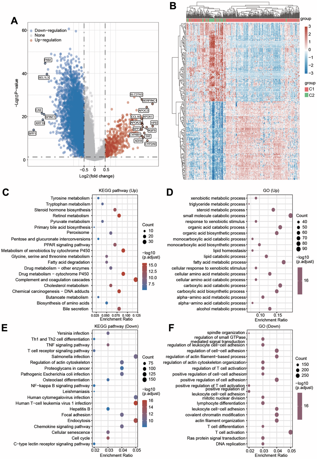 (A) Volcano plot displaying the upregulated and downregulated genes in C2 compared with C1. (B) A clustering heatmap showing the changed expression of genes in two clusters after the deep filtration of genes with p  1.5 as thresholds. (C, D) KEGG and GO analyses were applied to explore the different signaling pathways for the upregulated genes. (E, F) KEGG and GO analyses were applied to explore the different signaling pathways for the downregulated genes.