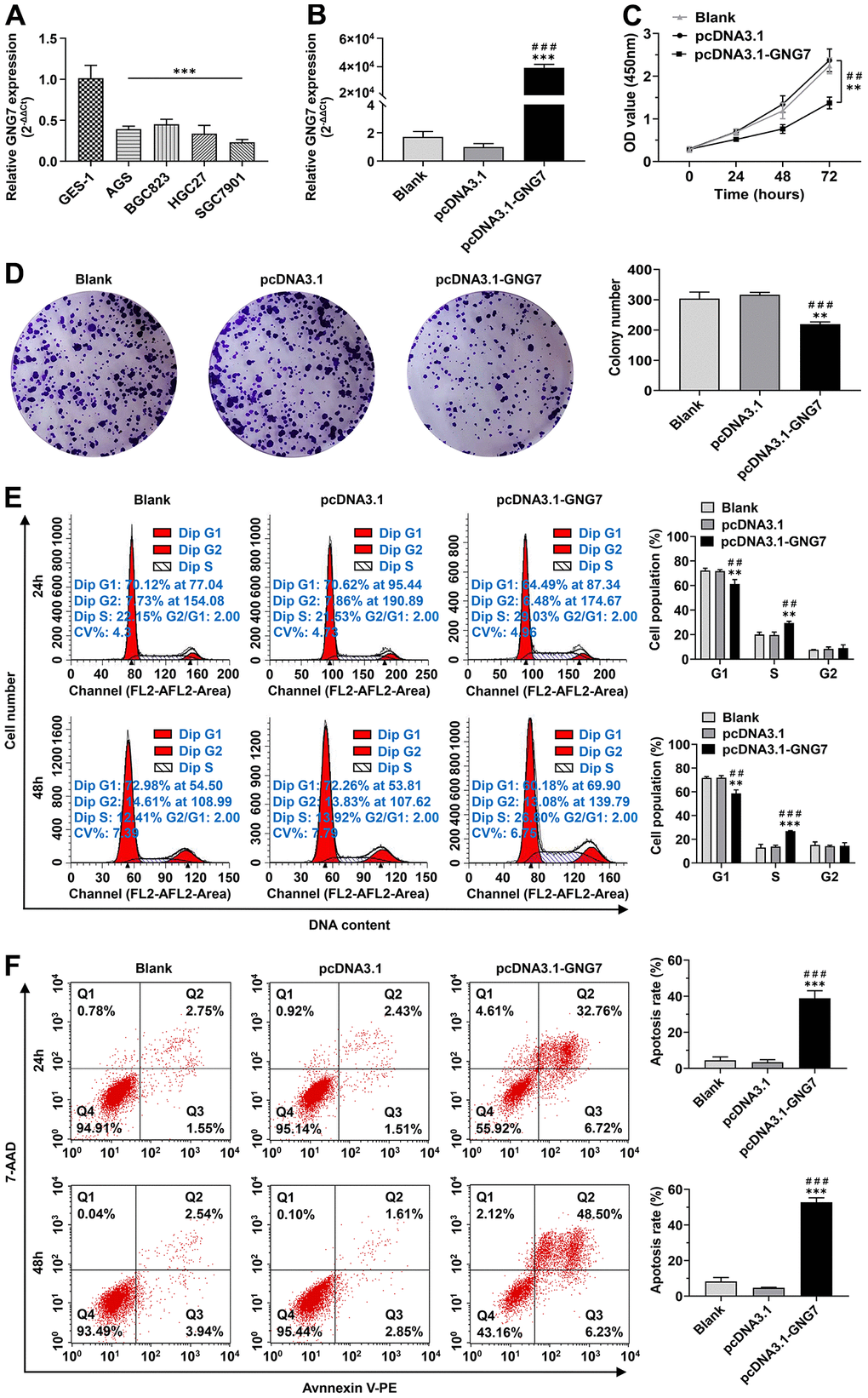 Overexpression of GNG7 inhibited the proliferation and clone-formation abilities and induced cell cycle arrest and apoptosis in GC cells. (A) GNG7 mRNA levels in GC cell lines (AGS, BGC823, HGC27 and SGC7901) compared to the normal epithelial cell line GES-1. (B) GNG7 mRNA levels in control and GNG7-overexpressing SGC7901 cells. (C, D) Proliferation and colony formation abilities of control and GNG7-overexpressing SGC7901 cells. (E) Cell cycle distribution in control and GNG7-overexpressing SGC7901 cells. (F) Cell apoptosis rate in control and GNG7-overexpressing SGC7901 cells. GC, gastric cancer. **P P ##P ###P 