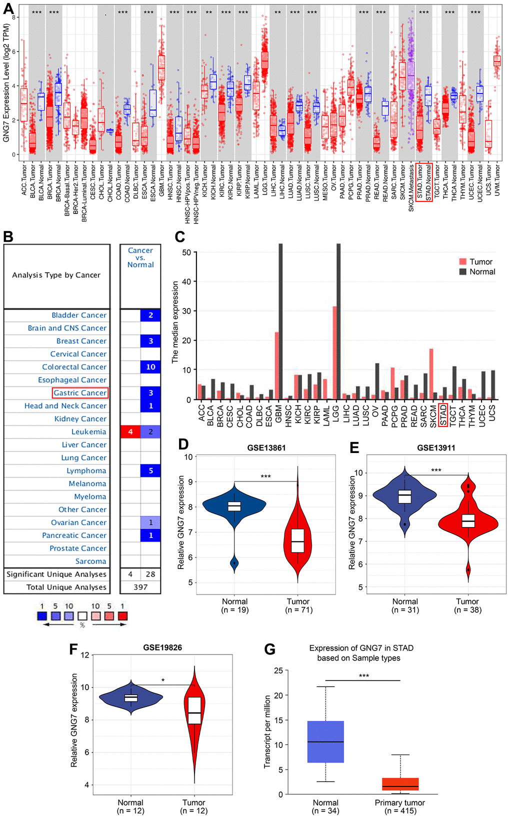 Expression patterns of GNG7 in GC analyzed using bioinformatics tools. (A) The expression of GNG7 in multiple human cancers was visualized using the TIMER database. (B) Expression of GNG7 in different human cancers was revealed using the Oncomine database. P 2FC| > 2 were utilized as the statistic threshold. (C) Expression of GNG7 in multiple human cancers was analyzed via the GEPIA web tool. (D–F) Expression levels of GNG7 in GC and normal samples were derived from the GSE13861, GSE13911, and GSE19826 datasets. (G) Expression of GNG7 in STAD was detected using the UALCAN database. AML, acute myelogenous leukemia; FC, fold change; GC, gastric cancer; GEPIA, Gene Expression Profiling Interactive Analysis; STAD, stomach adenocarcinoma; and TIMER, Tumor Immune Estimation Resource. *P P P 