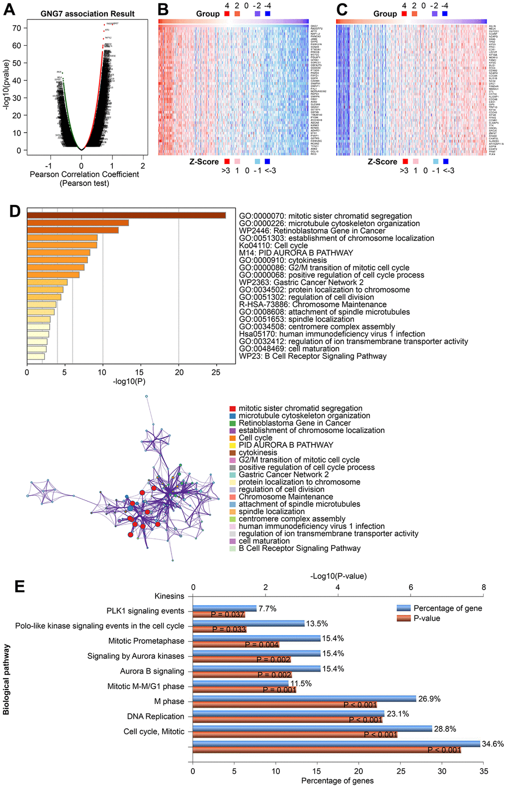 Enrichment analysis of GNG7-coexpressed genes in GC. (A) Volcano plot showing the correlations between GNG7 and genes differentially expressed in TCGA-STAD using Pearson’s test. (B, C) Heatmaps showing the top 50 genes positively and negatively correlated with GNG7 in TCGA-STAD. (D) Biological process enrichment analysis of GNG7-coexpressed genes in STAD performed using the Metascape database. (E) Biological pathway enrichment analysis of GNG7-coexpressed genes in STAD performed using the FunRich software. GC, gastric cancer; STAD, stomach adenocarcinoma.