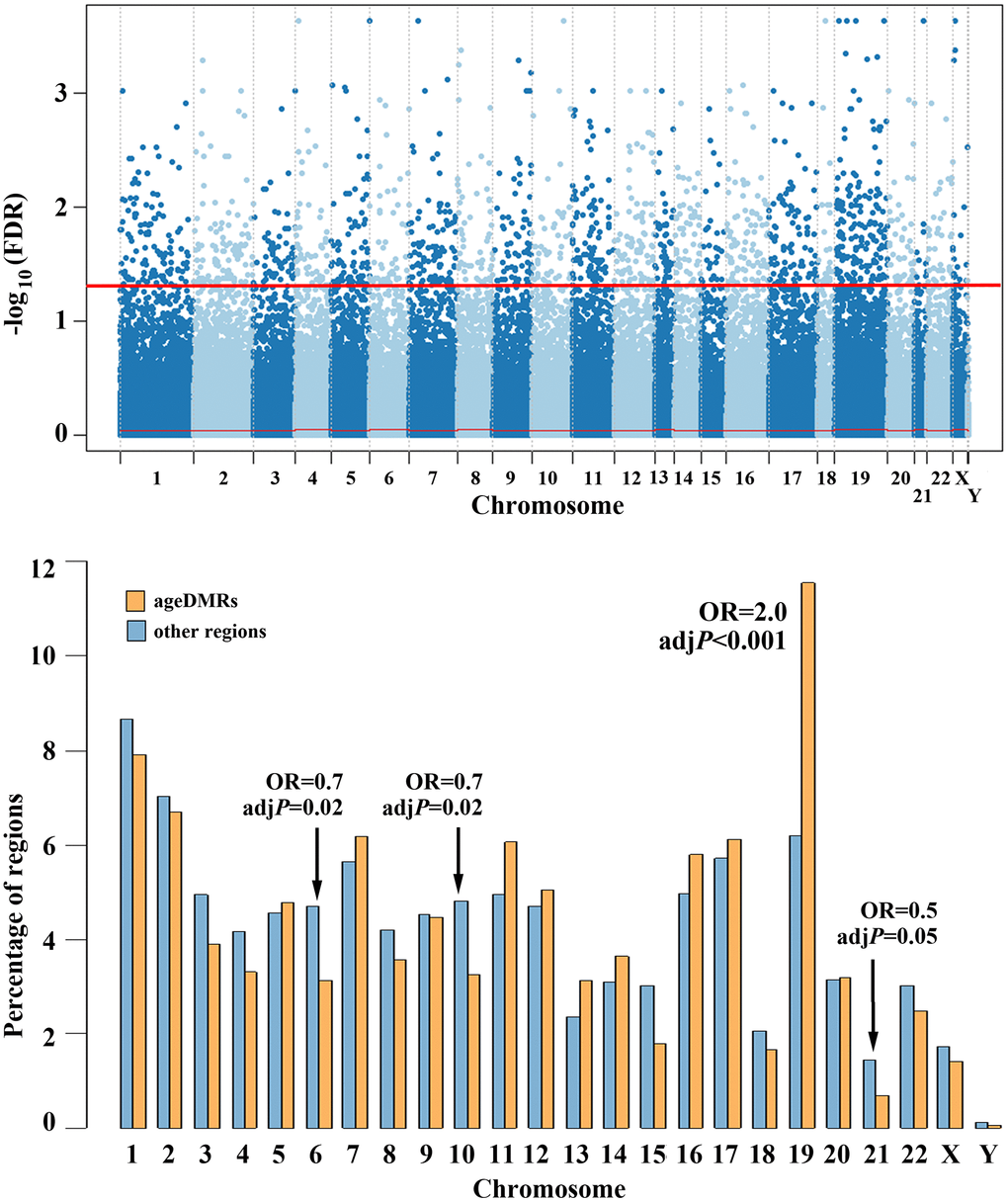 Chromosomal distribution of human sperm ageDMRs. The upper panel shows a Manhattan plot of 360,264 regions analysed by RRBS. 1,565 (0.4%) regions above the red line are endowed with genome-wide significant ageDMRs. The bottom plot shows the chromosomal distribution of the 1,565 ageDMRs (orange bars), compared to the 358,699 other (non-significant) regions (blue bars). The y-axis represents the percentage of ageDMRs and other regions, respectively, on each chromosome. AgeDMRs are significantly overrepresented on chromosome 19, and depleted on chromosomes 6, 10, and 21.