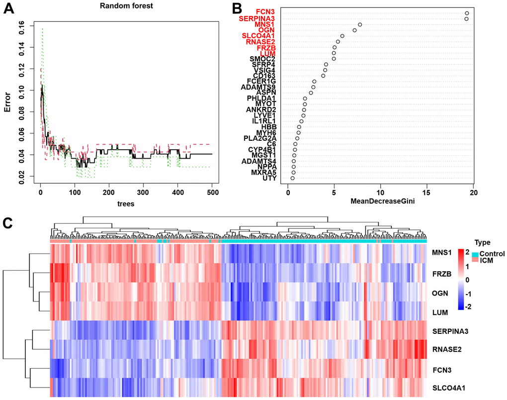 The results of the top 8 DEGs screened by random forest. (A) The plot of performance in log scale against epoch number. (B) The importance of the top 8 DEGs ranked by the mean decrease in accuracy. (C) Heatmap of the top 8 genes. Red blocks indicate high-expression genes, and blue blocks indicate low-expression genes.