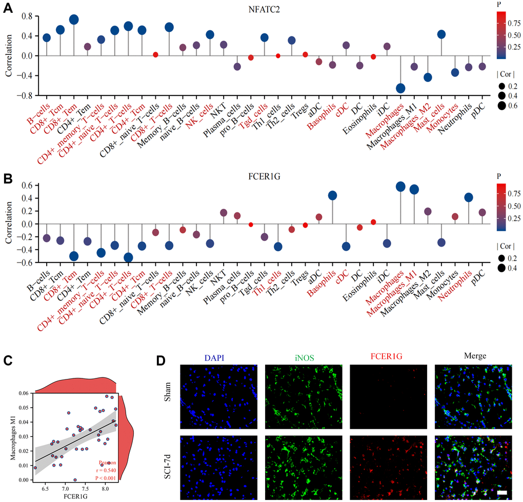 Correlation of Core IRGs with immune cell infiltration. (A, B) Core IRGs relevance to immune infiltrating cells in SCI; (C) Scatter plots of the correlation between FCER1G and macrophage M1; (D) Fluorescence analysis uncovered co-localization of FCER1G with iNOS.