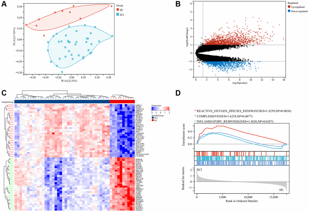 Screening for differentially expressed genes (DEGs) in SCI. (A) PCA analysis between the SCI and HC groups; (B) Volcano map of DEGs, red represent up-regulated genes and blue represent down-regulated genes; (C) Volcano map showing DEGs; (D) GSEA analysis between the SCI and HC groups.