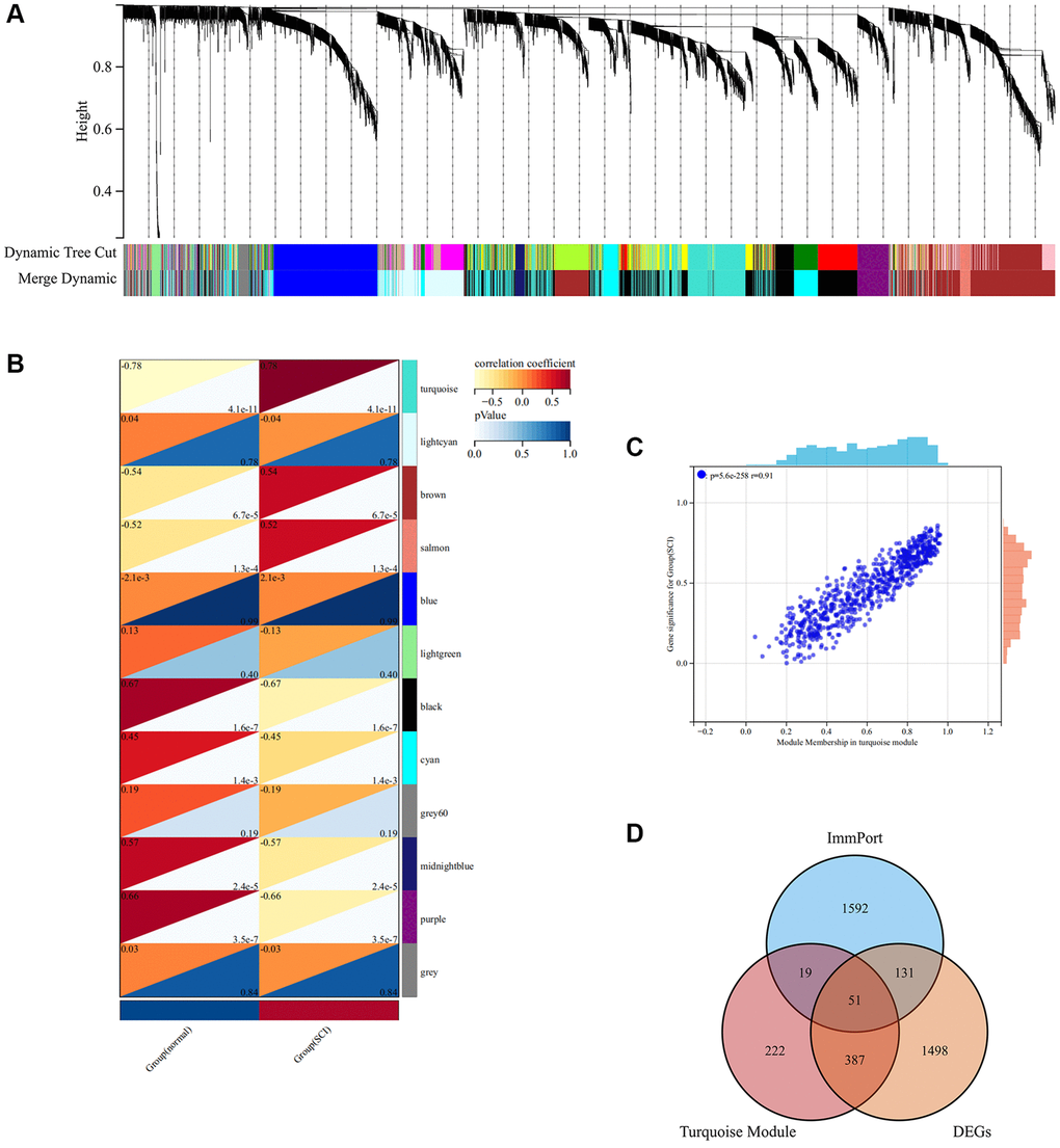 WGCNA analysis screening key module in SCI. (A) The cluster dendrogram of co-expression genes in SCI; (B) Co-relationship of different modules and characteristics; (C) Scatter plot showing the correlation between turquoise module and SCI; (D) Wayne analysis screening for important IRGs.