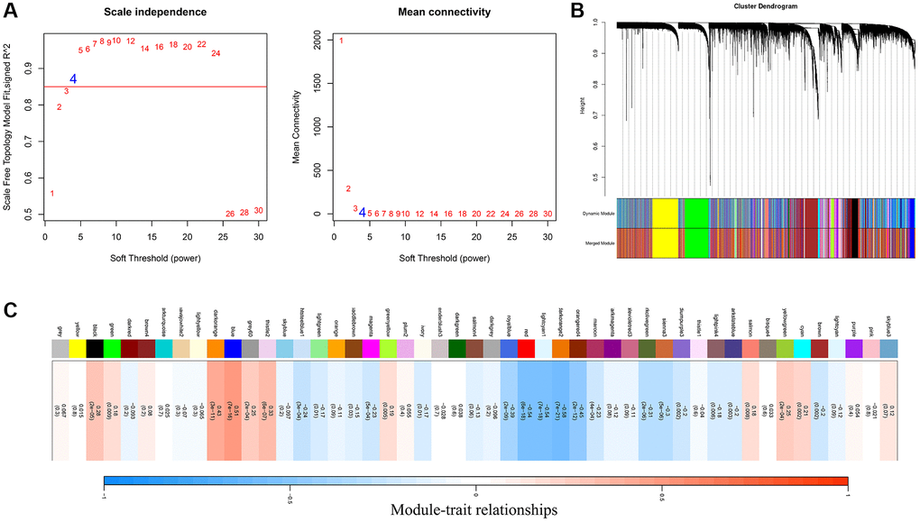 Identification of FAM-related module and genes. (A) The optimal soft threshold power was chosen as β = 4. (B) A hierarchical clustering tree was established to identify the FAM-related module. (C) The blue module was identified positively correlated with FAM, which we termed as FAM module.