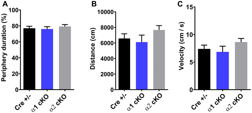Open field test (OF) showed unaltered periphery duration (A), traveling distance (B), and traveling velocity (C) for both AMPKα1 cKO and AMPKα2 cKO mice. n=15 for Cre+/-, n=13 for AMPKα1 cKO, n=11 for AMPKα2 cKO. p>0.05. One-way ANOVA.