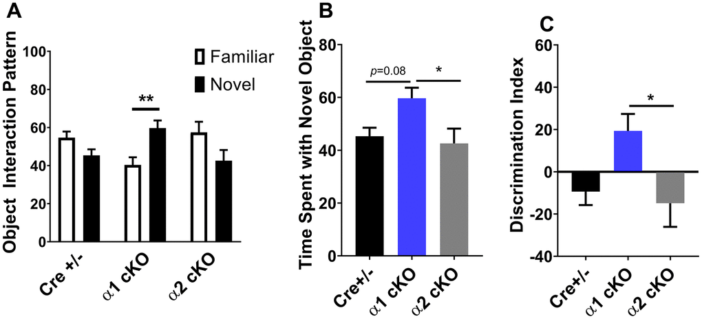 Effects of AMPKα isoform reduction on recognition memory in aged mice. (A) Novel object recognition (NOR) experiments demonstrated that long-term recognition memory was impaired with aging in Cre+/- and AMPKα2 cKO mice. In contrast, aged AMPKα1 cKO mice showed normal recognition of novel objects over familiar objects. n=8 for Cre+/- and AMPKα1 cKO, n=10 for AMPKα2 cKO. **pB) Time spent with the novel object during the NOR test. n=8 for Cre+/- and AMPKα1 cKO, n=10 for AMPKα2 cKO. *pC) NOR discrimination index [(time spent exploring novel object − time spent exploring familiar object) / total exploration time]. n=8 for Cre+/- and AMPKα1 cKO, n=10 for AMPKα2 cKO. *p