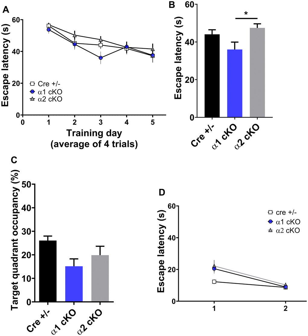 Effects of AMPKα isoform reduction on spatial learning and memory in aged mice. (A) The training phase of the hidden platform Morris water maze (MWM) test showed day-to-day escape latency of the mice. n=14 for Cre+/-, n=15 for AMPKα1 cKO and AMPKα2 cKO. p=0.78 (interaction between groups). Two-way ANOVA. (B) Escape latency on day 3 of the MWM test. *pC) Measurement of the target quadrant occupancy in the probe trial phase of the MWM test, n=14 for Cre+/-, n=15 for AMPKα1 cKO and AMPKα2 cKO. p=0.056, One-way ANOVA. (D) Visible platform test. n=11-15 mice per group. p>0.05 One-way ANOVA.