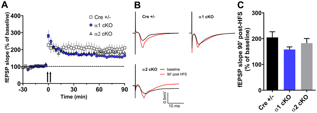Effects of AMPKα isoform reduction on hippocampal long-term synaptic plasticity in aged mice. (A) Hippocampal late LTP (L-LTP) induced by two-train high-frequency stimulation (HFS, denoted by the arrows). (B) Representative fEPSP traces before and 90 minutes after HFS. (C) Cumulative data showing quantification of mean fEPSP slopes 90 min after delivery of HFS. n=13 for Cre+/- and AMPKα2 cKO, n=10 for AMPKα1 cKO. p=0.23, One-way ANOVA.
