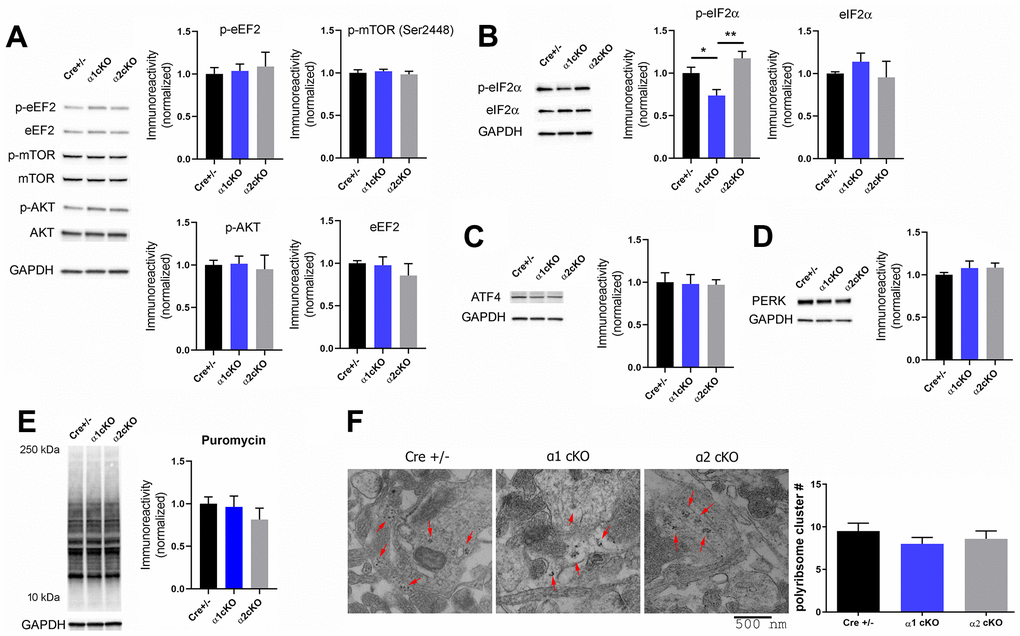 Investigation of signaling pathways associated with AMPKα isoform inhibition in aged mice revealed de-phosphorylation of eIF2α in the hippocampus of the AMPKα1 cKO mice. (A) Western blot experiments showed no alterations in phosphorylation levels of eEF2 (Thr56), mTOR (Ser2448), and AKT (Ser473) in hippocampal synaptosome lysate of AMPKα1 cKO or AMPKα2 cKO mice, compared to the Cre+/- mice. Representative Western blot gels and quantification data presented in bar graphs are shown. n= 4-6 per group. p>0.05, One-way ANOVA. (B) Levels of phospho-eIF2α (Ser51) were decreased in hippocampal synaptosome lysate of AMPKα1 cKO mice, compared to Cre+/- or AMPKα2 cKO mice group. n=7-8 per group. *ppC, D) Levels of ATF4 and PERK were not altered in either AMPKα1 cKO or AMPKα2 cKO mice. n=5-6 per group. p>0.05, One-way ANOVA. (E) Representative images and quantification from the SUnSET de novo protein synthesis assay. n=3-4. p>0.05, One-way ANOVA. (F) Hippocampal polyribosome formation was unaltered in AMPKα1 cKO or AMPKα2 cKO mice, compared to the Cre+/- group. Representative transmission electron microscopy (TEM) images of hippocampal CA1 and cumulative data of polyribosome quantification were shown. Polyribosomes were indicated with red arrows. n=3 mice per group (8-10 ROI measurements per mouse). p=0.43. One-way ANOVA.