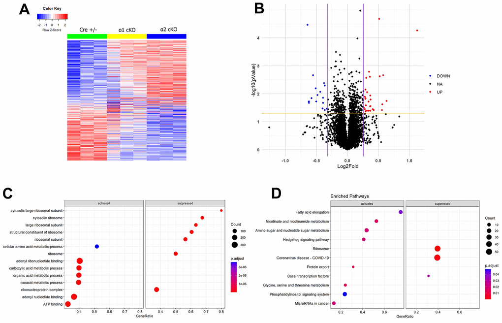 Mass spectrometry (MS)-based proteomics analysis reveals distinct alterations of protein expression levels associated with suppression of the neuronal AMPKα isoform in aged mice. (A) A heat map generated from the MS proteomics data showed the differentially newly synthesized proteins (667 proteins) across the three experimental groups. (B) A volcano plot showed the fold changes of protein expression in AMPKα2 cKO vs AMPKα1 cKO mice. Red dots represent those significantly upregulated proteins (29 proteins). Blue dots represent those significantly downregulated proteins (16 proteins). Black dots represent the proteins whose expression levels were not significantly different between the AMPKα1 cKO and AMPKα2 cKO mice. (C) Gene Ontology (GO) analysis of the differentially regulated proteins in AMPKα2 cKO vs AMPKα1 cKO mice. (D) Gene Set Enrichment Analysis (GSEA) of differentially regulated proteins in AMPKα2 cKO vs AMPKα1 cKO mice. All proteomics analysis was performed with the R program. Heat map and volcano plot were generated with ggplot2 package (version 3.3.5) in R (version 4.1.2). GO analysis and GSEA were done with clusterProfiler package (version 4.2.2) in R (version 4.1.2).