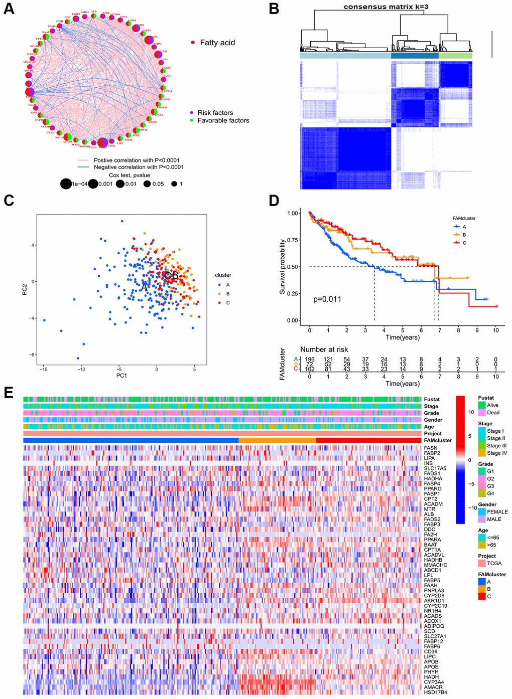 FAM clusters and relevant clinical features. (A) The interaction of expression on 49 FAMs in HCC. The line connecting the FAMs represents their interactions, with the line thickness indicating the strength of the association between FAMs. Red dots, fatty acid metabolism-related genes; Purple dots, risk factors for HCC; Green dots, favorable factors for HCC; Pink edges, positive correlation with P P B) Consensus matrices of 49 FAMs in HCC for k = 3. (C) PCA analysis showing a remarkable difference in transcriptomes between the three FAM clusters in TCGA cohort. (D) K-M curve for the three FAM clusters. (E) The heatmap of clinical characteristics and expression levels of FAMs in different clusters. Abbreviations: FAM: fatty acid metabolism; FAMs: fatty acid metabolism-related genes; HCC: hepatocellular carcinoma; PCA: principal component analysis.