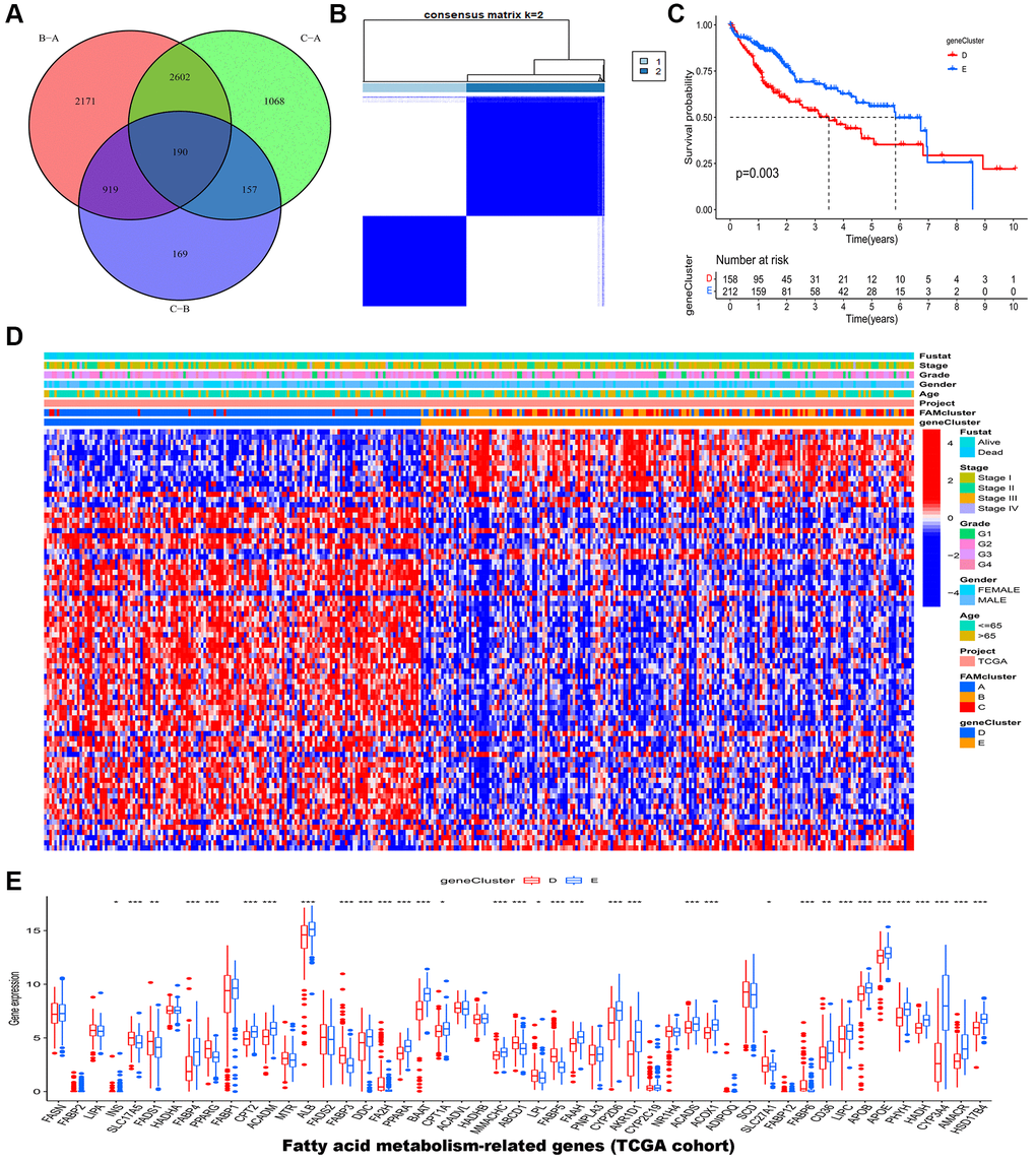 Identification of gene clusters based on DEGs in the TCGA-LIHC cohort. (A) Venn diagram showed the DEGs among the three FAM clusters. (B) HCC samples were divided into two clusters based on the consensus clustering (k = 2). (C) The OS analysis of HCC samples between gene cluster D and E. (D) The heatmap of clinical characteristics of HCC patients in different clusters. (E) The mRNA expression levels of 49 FAMs between gene cluster D and E. Abbreviations: DEGs: different expressed genes; TCGA: the Cancer Genome Atlas; LIHC: liver hepatocellular carcinoma; FAM: fatty acid metabolism; HCC: hepatocellular carcinoma; OS: overall survival; FAMs: fatty acid metabolism-related genes. *p **p ***p 