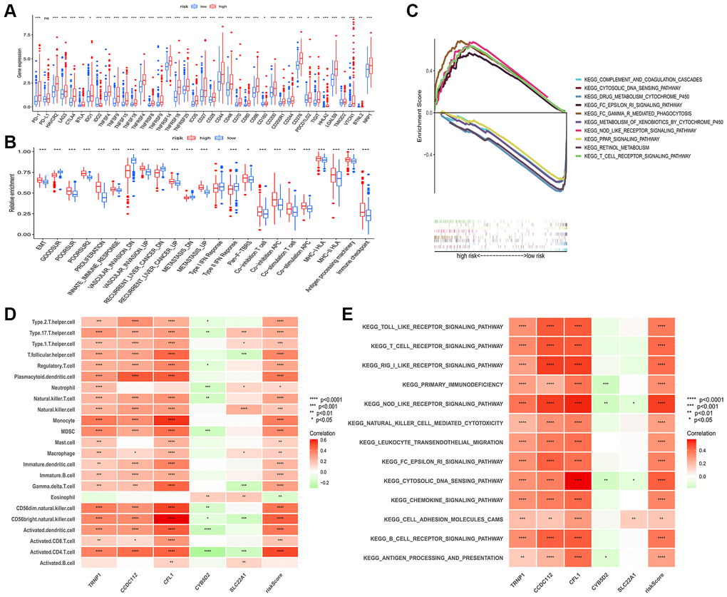 Connection among prognostic risk model and immune or cancer-related characteristics of HCC patients. (A) Significant differences in expression of immune checkpoints between the two groups. (B) The enrichment level of cancer-related signatures in the two groups. (C) Immune-related pathways enriched in the high-risk group. The correlation between genes in prognostic risk model and the infiltration level of 23 immune cells (D) and immune-related pathway (E). Red for positive associations and green for negative associations. Abbreviation: HCC: hepatocellular carcinoma. *p **p ***p 