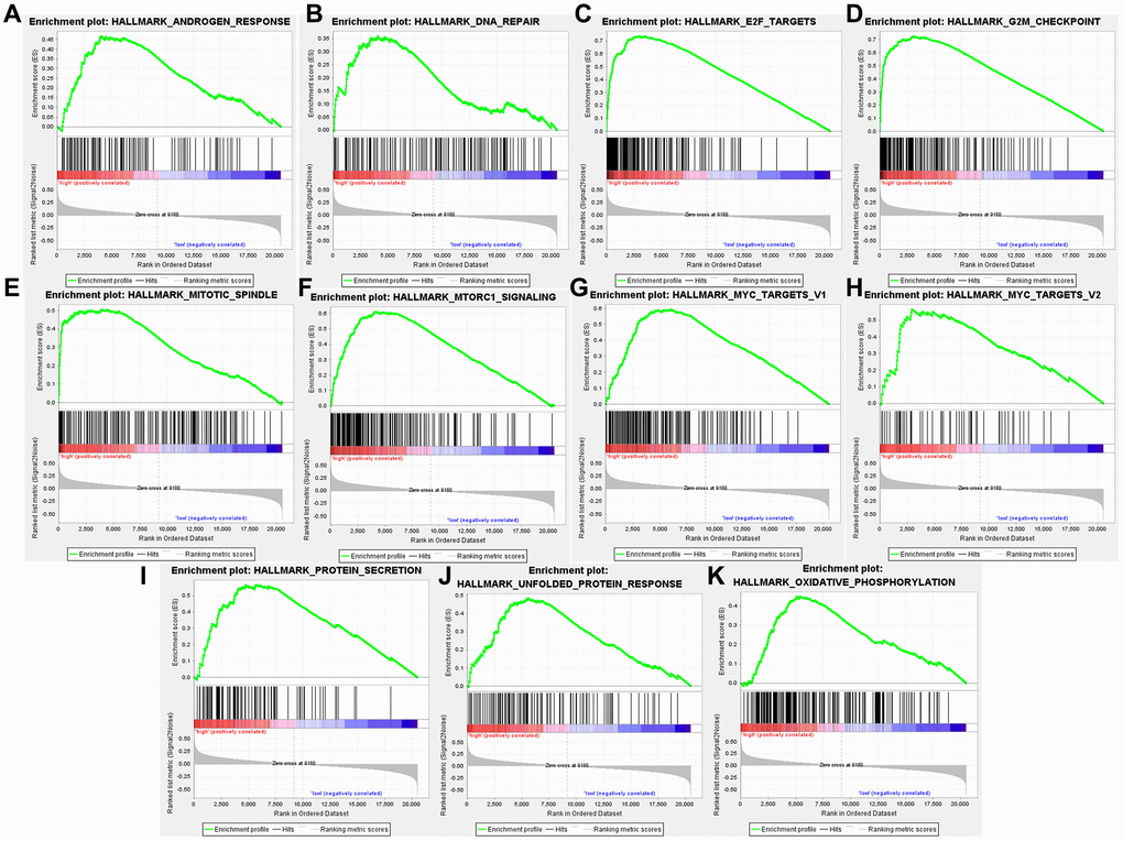 High TARS expression-enriched pathways. (A) Androgen response. (B) DNA repair. (C) E2F targets. (D) G2M checkpoint. (E) Mitotic spindle. (F) MTORC1 signaling. (G) Myc targets v1. (H) Myc targets v2. (I) Protein secretion. (J) Unfolded protein response. (K) Oxidative phosphorylation.