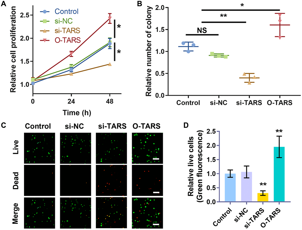 TARS knockdown inhibits cell proliferation. (A) Relative cell proliferation of Ishikawa cell by CCK-8 assay. (B) Relative number of colonies of Ishikawa cell. (C) Co-staining of calcein AM and PI of Ishikawa cell, and (D) relative live cells. The live cells were stained with green fluorescence, and the dead cells were stained with red fluorescence. Scale bar = 50 μm. Abbreviation: NS; no significance; *P **P 