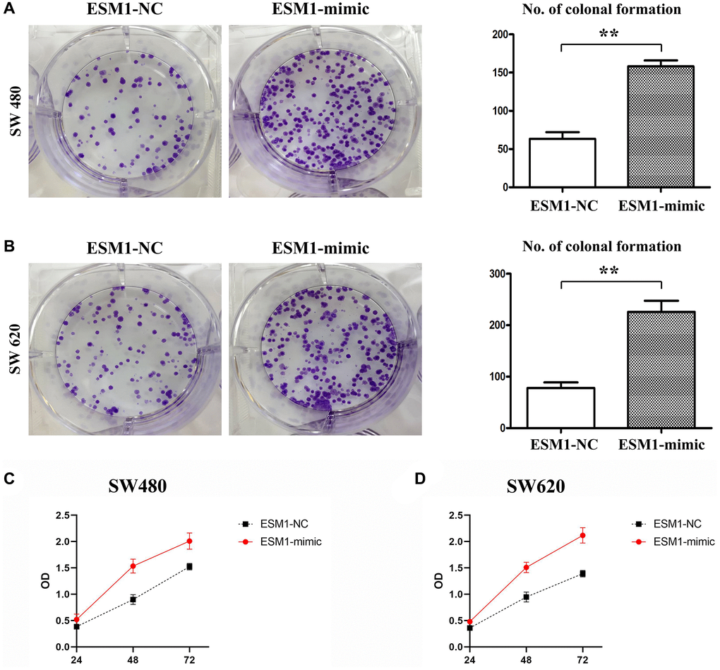 Proliferation of SW480 and SW620 cells in each group. (A) Number of colonies formed in SW480 cells transfected with ESM1-NC and ESM1-mimic. (B) Number of colonies formed in SW620 cells transfected with ESM1-NC and ESM1-mimic. (C) Detection of relative viability of SW480 cells via MTT assay. (D) Detection of relative viability of SW620 cells via MTT assay. *p **p 