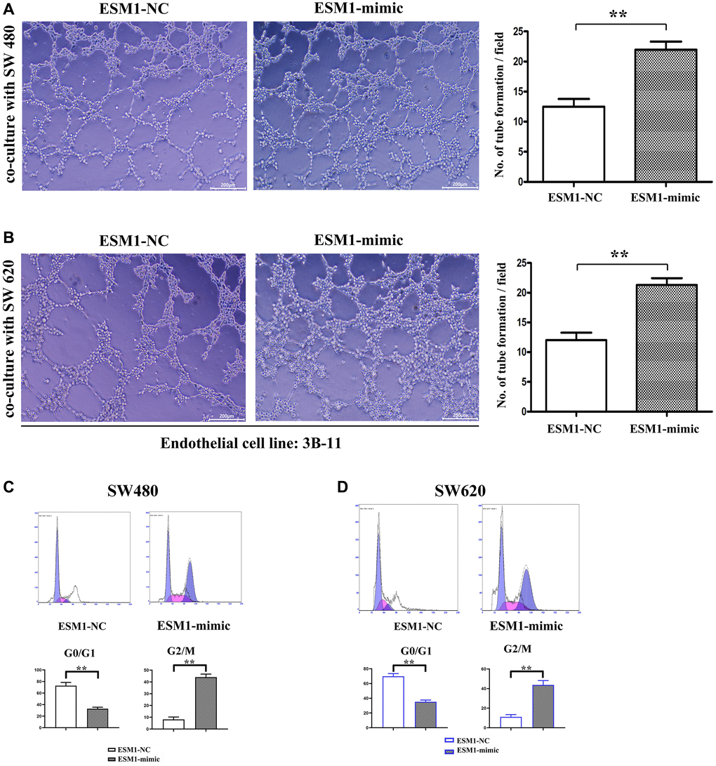 Endothelial angiogenesis ability under SW480 and SW620 stimulation, and detection of effect of ESM1 on the proliferation of SW480 and SW620 cells via flow cytometry. (A) Number of endothelial cell tube formation in 3B-11 cells co-cultured with SW480 cells transfected with ESM1-NC and ESM1-mimic. (B) Number of endothelial cell tube formation in 3B-11 cells co-cultured with SW620 cells transfected with ESM1-NC and ESM1-mimic. (C, D) Flow cytometry reveals that ESM1-mimic can significantly increase the ratio of G2 phase cells and promote cell proliferation. *p **p 