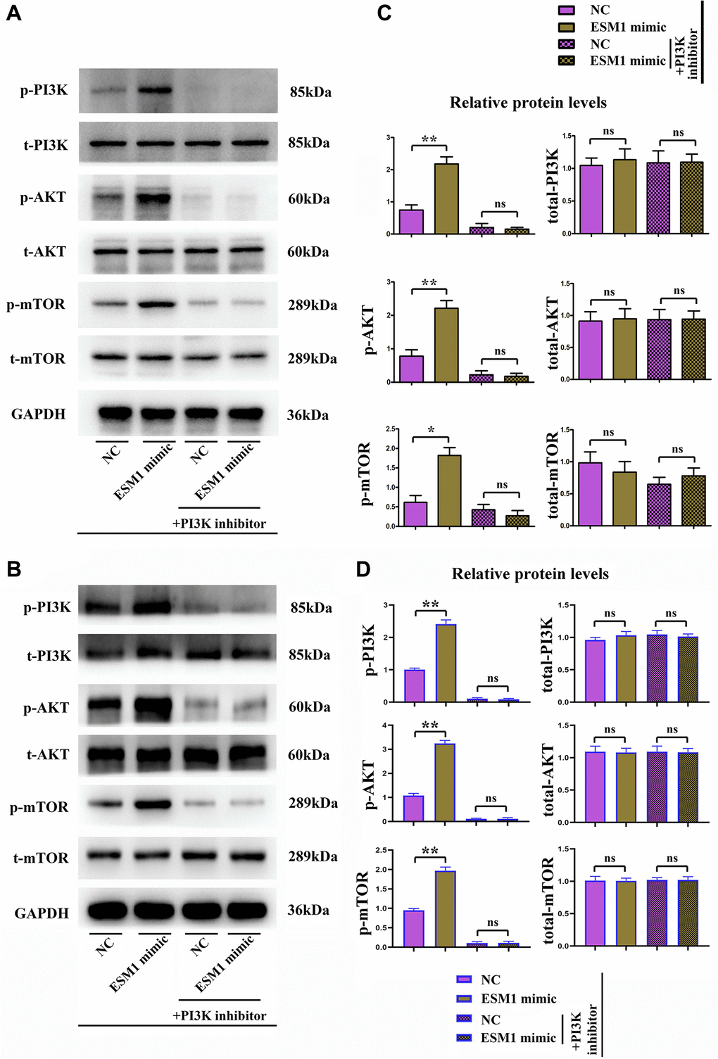 Activated/phosphorylated protein levels of the PI3K/Akt/mTOR signaling pathway in each group. (A, B) Phosphorylated and total protein levels of PI3K, Akt and mTOR in ESM1-NC group, ESM1-mimic group, ESM1-NC + PI3K inhibitor group and ESM1-mimic + PI3K inhibitor group. (C, D) Statistics for phosphorylated and total protein levels of PI3K, Akt and mTOR. *p **p 