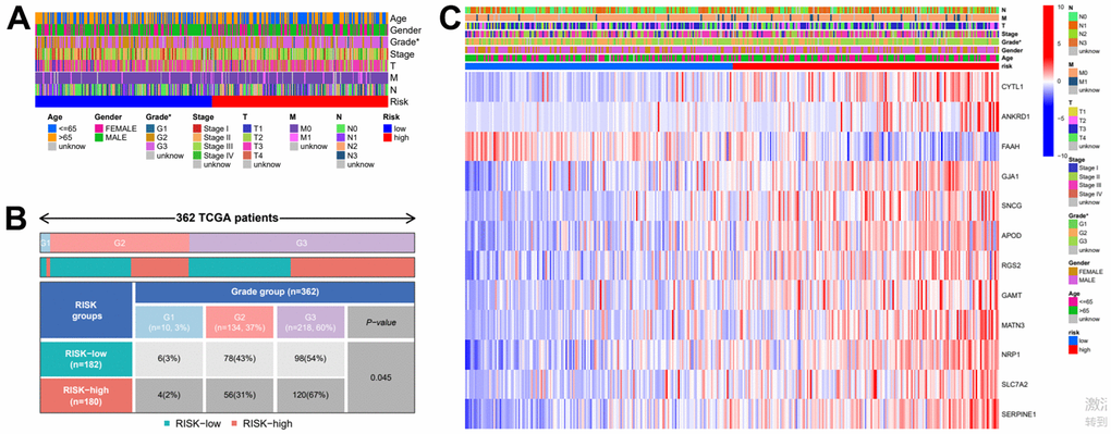 Clinical heatmap of risk scores and risk genes. (A) Clinical heat map of clinicopathological parameters and risk scores. (B) Clinical heat map of grade and risk scores. (C) Clinical heat map of risk scores, risk gene expression and clinicopathological parameters.