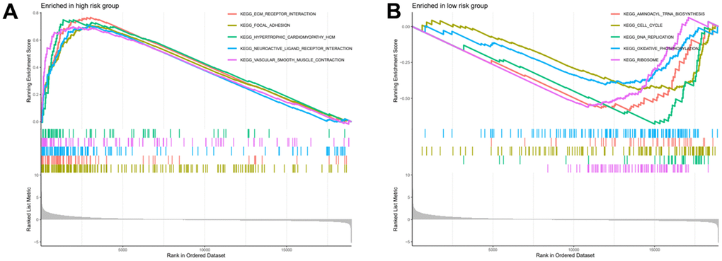 High and low risk group gene set enrichment analysis. (A) Gene set enrichment analysis for high risk group. (B) Gene set enrichment analysis for low risk group.