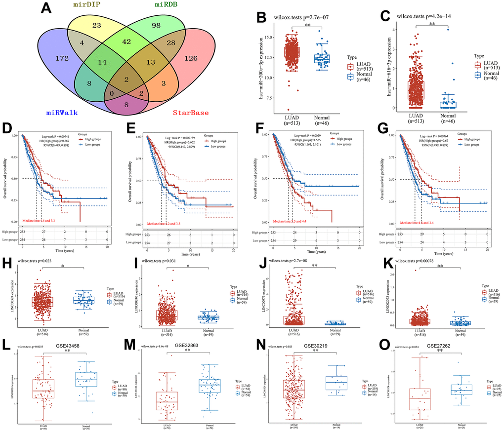 Results of the lncRNA-related regulatory axis. (A) Venn diagram using data from four databases: mirDIP, miRDB, miRWalk and StarBase. (B) Differential expression of miR-200c-3p, (C) miR-616-3p in LUAD samples and normal samples. Relationship between (D) LINC00324, (E) LINC00240, (F) LINC00973 and (G) LINC02073 expression levels and OS. Box plot of differential gene expression between (H) LINC00324, (I) LINC00240, (J) LINC00973, (K) LINC02073 in LUAD samples and normal samples. External dataset validation of expression differences of LINC00324. (L) GSE43458; (M) GSE32863; (N) GSE30219; (O) GSE27262.