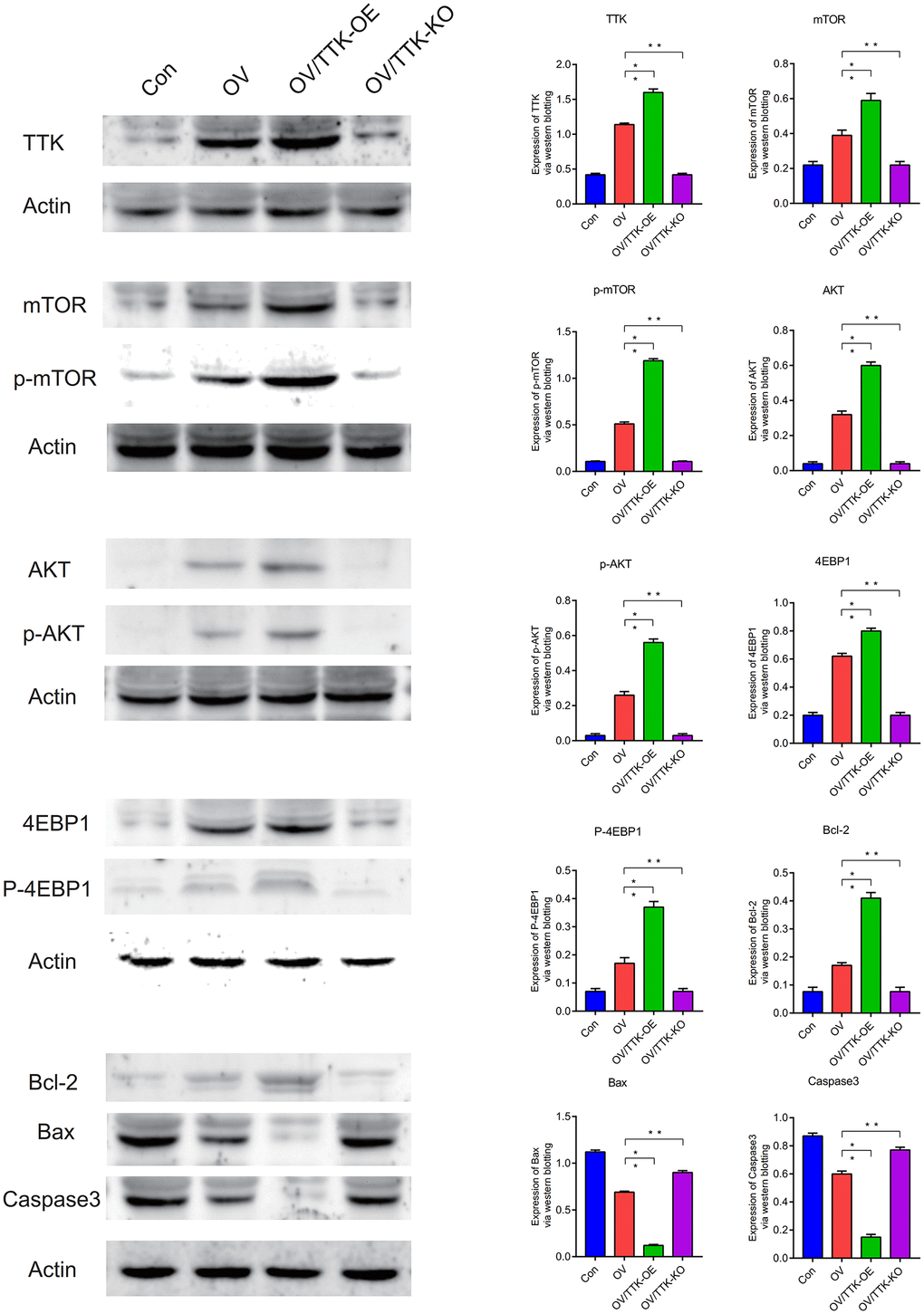 Western blotting. TTK, mTOR, p-mTOR, AKT, p-AKT, 4EBP1, P-4EBP1, Bcl-2, Bax, Caspase3. P 