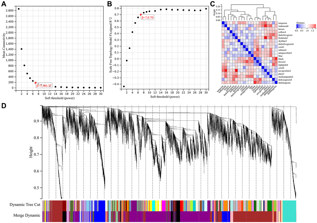 WGCNA analysis. (A) β = 7,186.37; (B) β = 7,0.707; (C) 14 important modules; (D) A high degree of independence between modules.