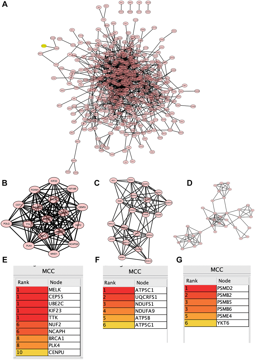 Construction of protein-protein interaction (PPI) network. (A) PPI network; (B–D) 3 core modules; (E–G) 22 common central genes.